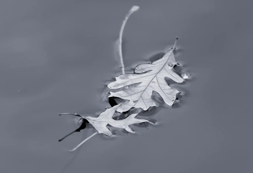 4M7A6005