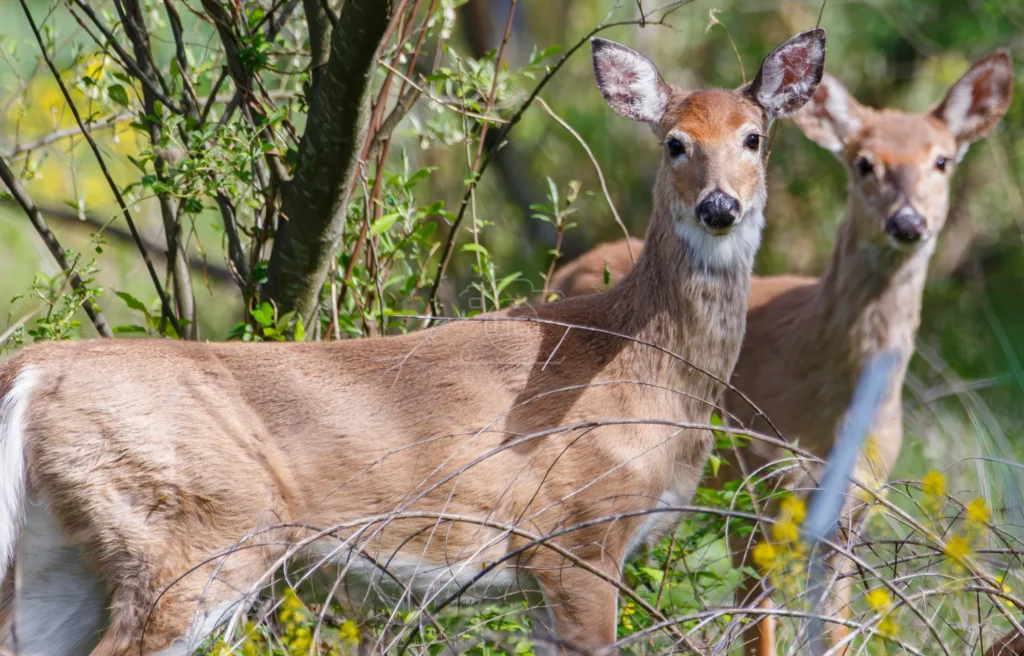 Two white-tailed deer looking toward the camera through brush