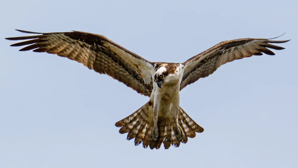 Osprey flying overhead with wings fully spread against a pale sky