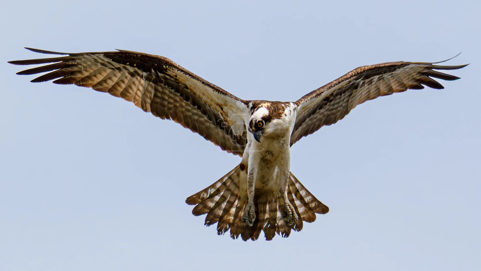 Osprey flying overhead with wings fully spread against a pale sky