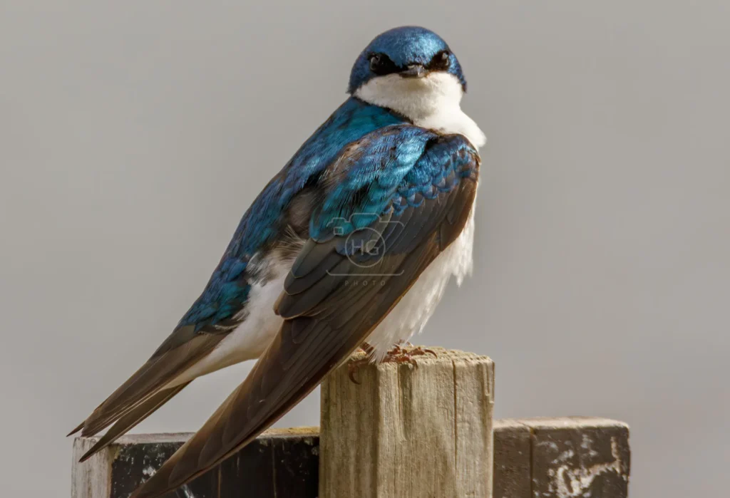 Tree swallow perched on a wooden post