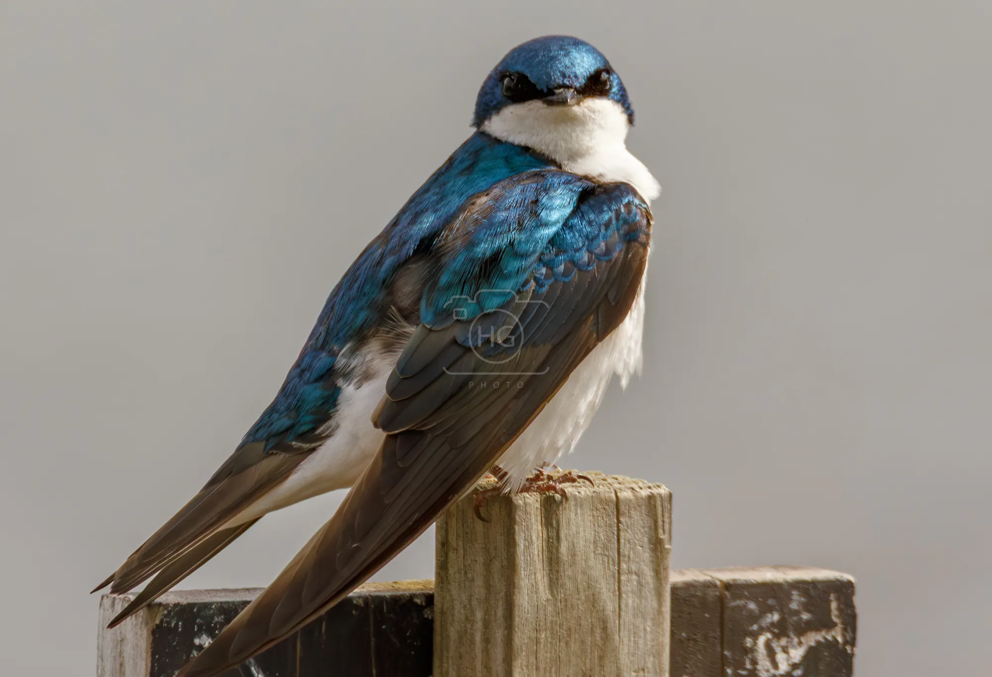 Tree swallow perched on a wooden post