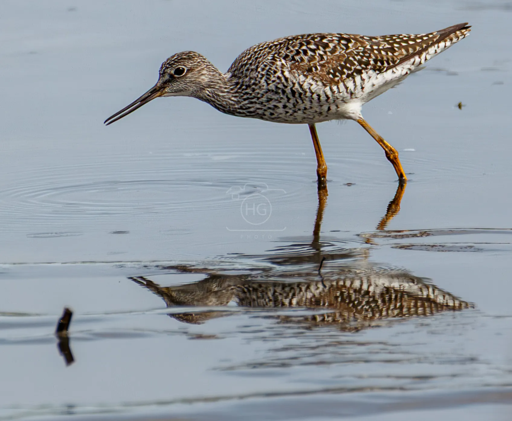 Greater yellowlegs wading in shallow water with its reflection