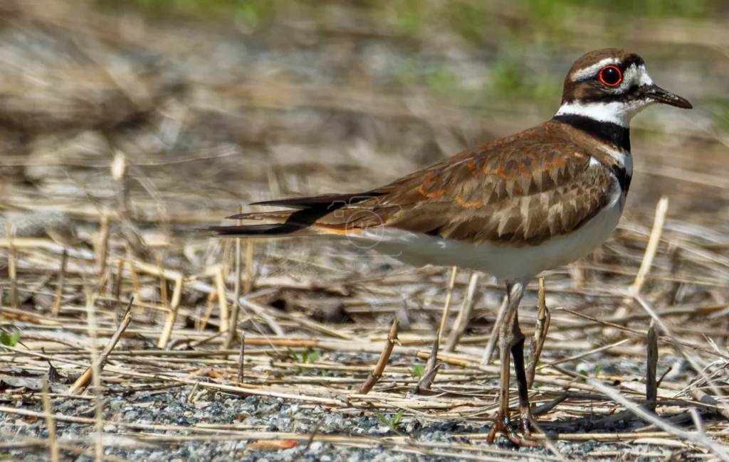 Killdeer standing among dry grass and gravel