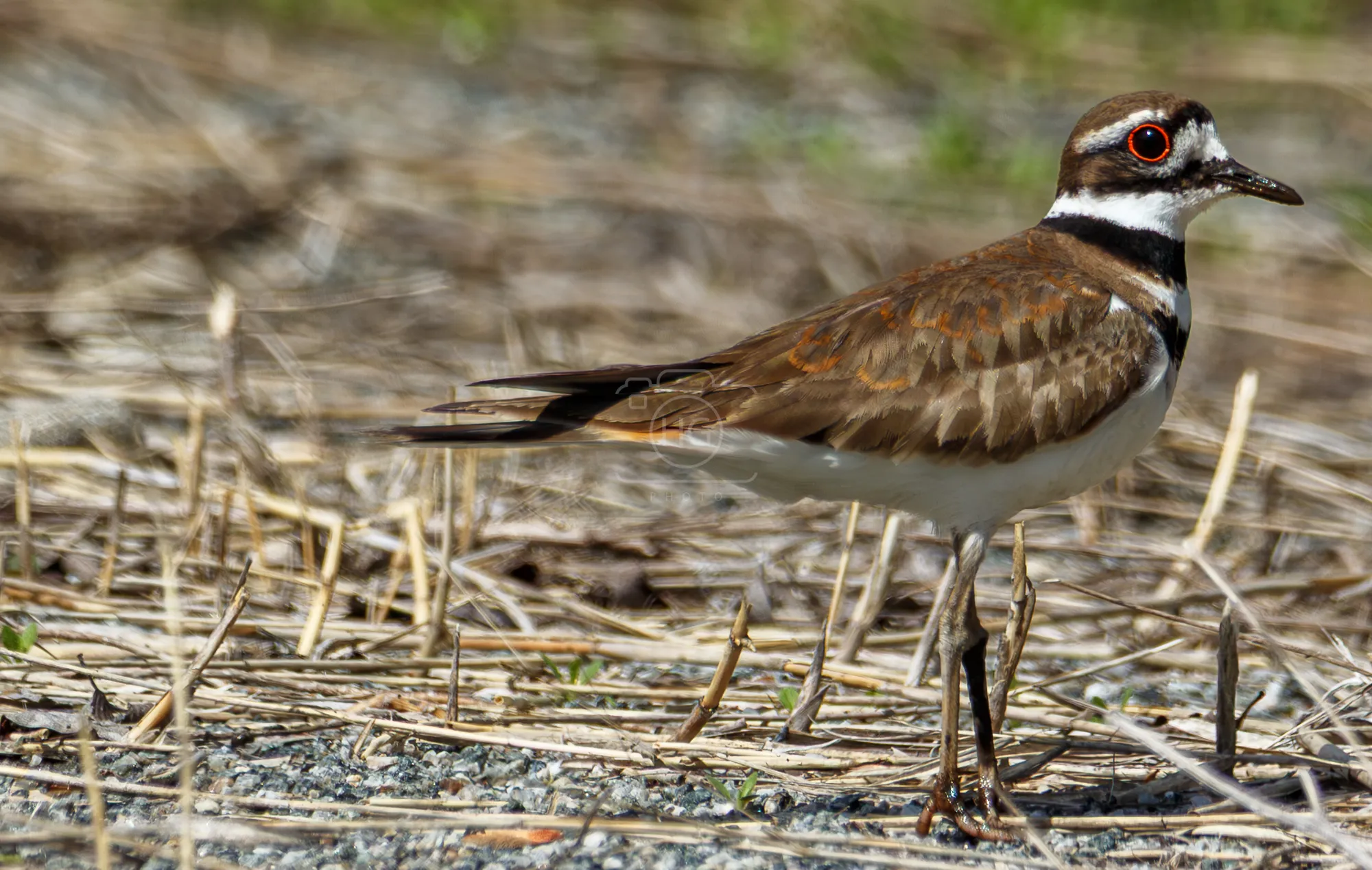 Killdeer standing among dry grass and gravel