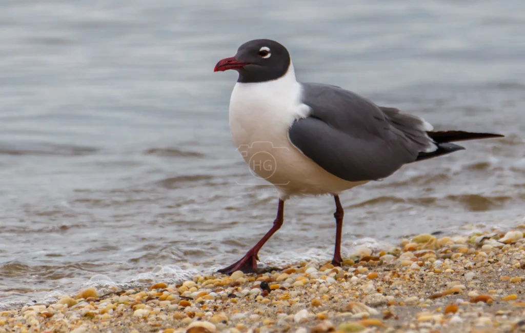 Laughing gull walking along a pebbled shoreline
