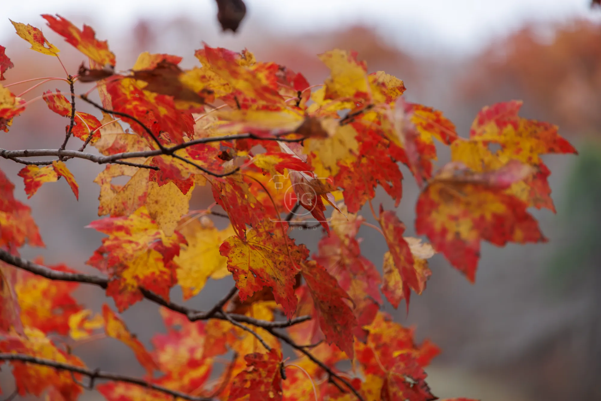 Rockefeller Reserve Fall Folliage